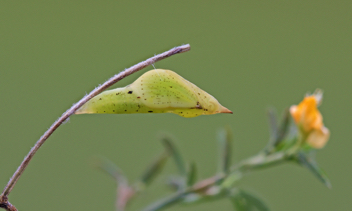 Barred Yellow chrysalis
